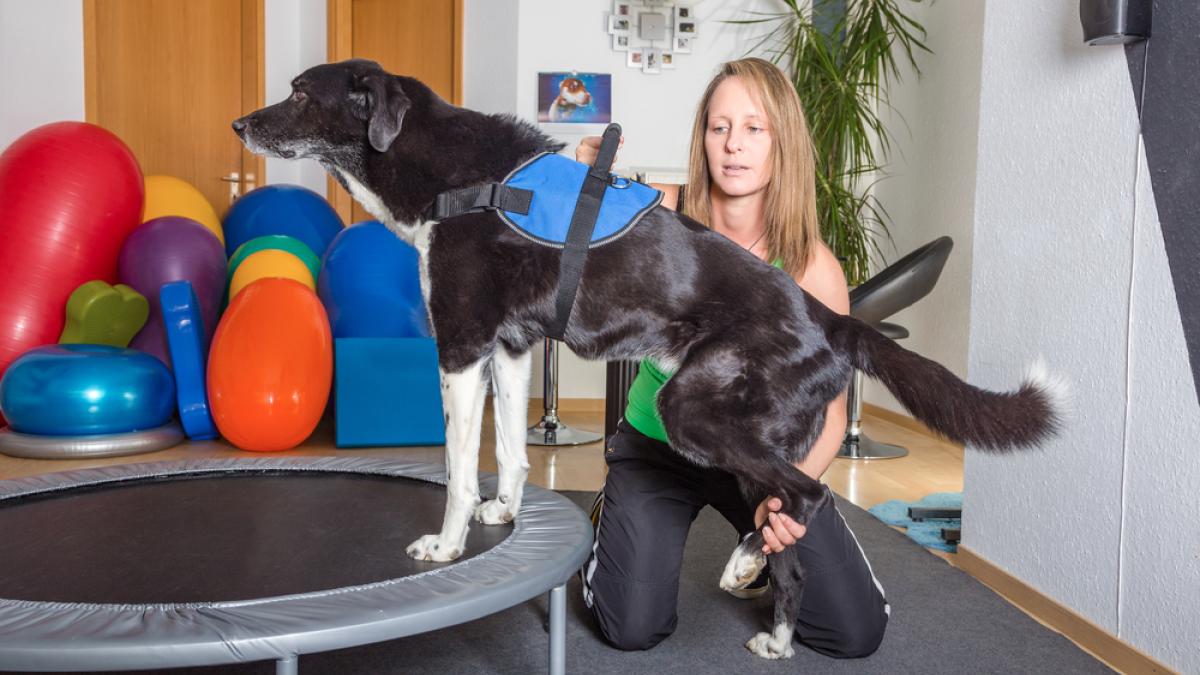 A physiotherapist performing treatment on a black and white dog
