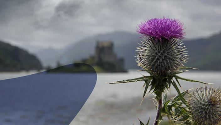 A thistle