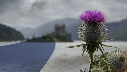A thistle